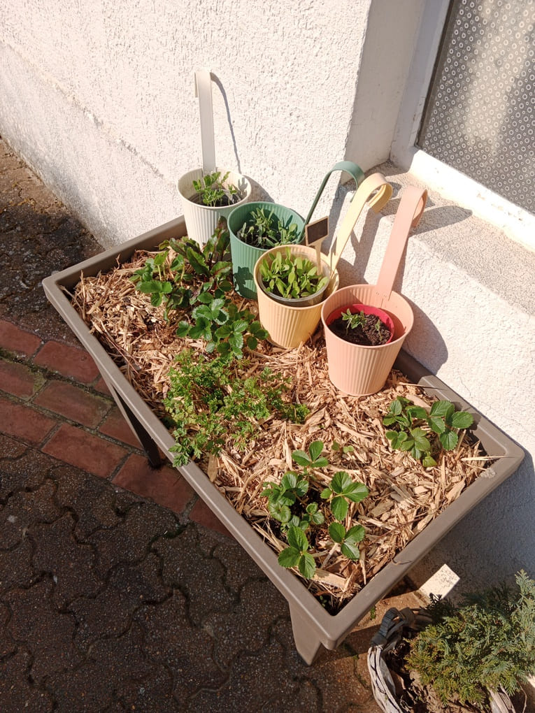 Bac &agrave; fraises betterave et semis de fleurs en ext&eacute;rieur - Natura Zen