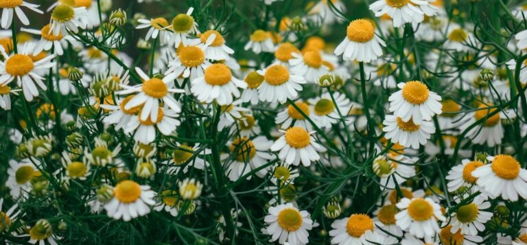 Hydrolat de Camomille Romaine : douceur et apaisement pour tous