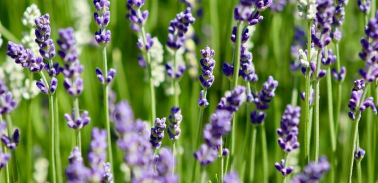 Hydrolat de Lavande Vraie : l'indispensable polyvalent de la pharmacie naturelle - Natura Zen