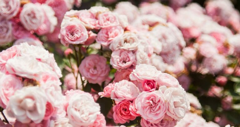 Hydrolat de Rose de Damas : le trésor floral de votre routine naturelle - Natura Zen