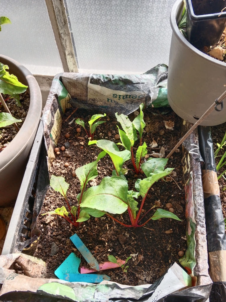 Plants de betterave en bac - Natura Zen