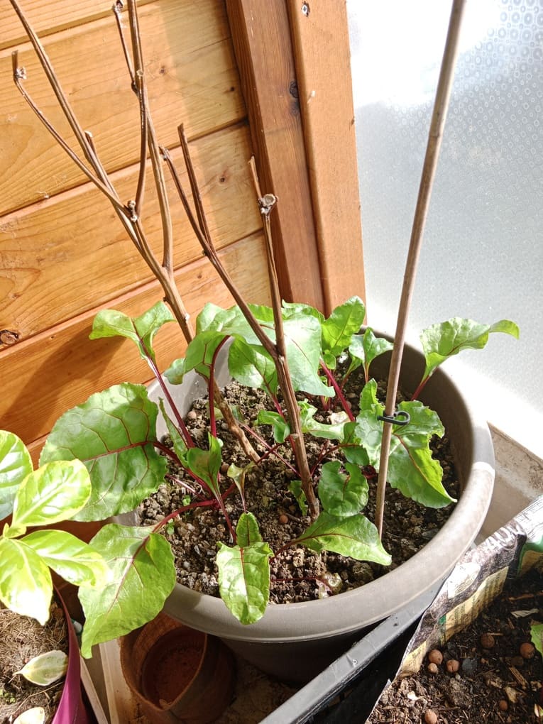 Plants de betterave en pot - Natura Zen