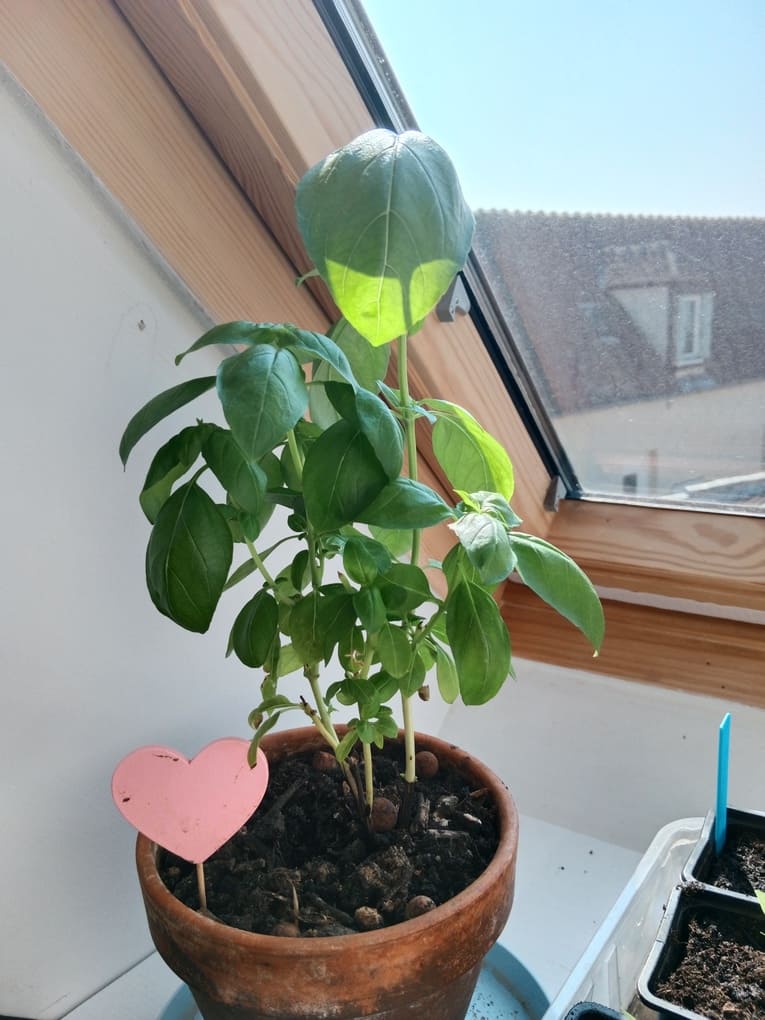 plant de basilic g&eacute;ant - Natura Zen