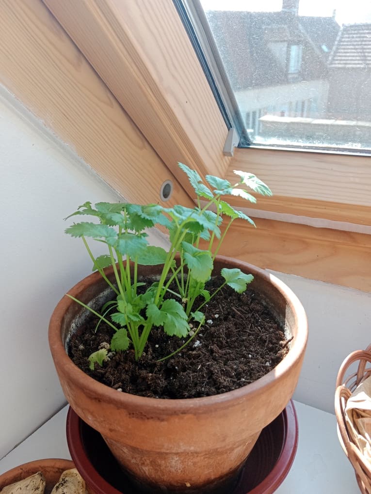 plant de coriandre - Natura Zen