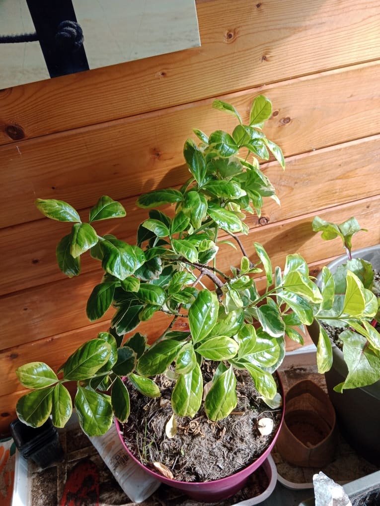 plante verte qui repousse apr&egrave;s taille hivernale - Natura Zen