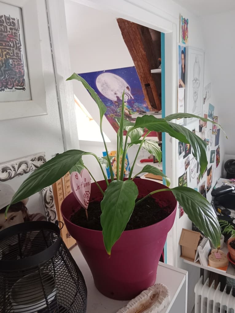 plante verte rempot&eacute;e - Natura Zen