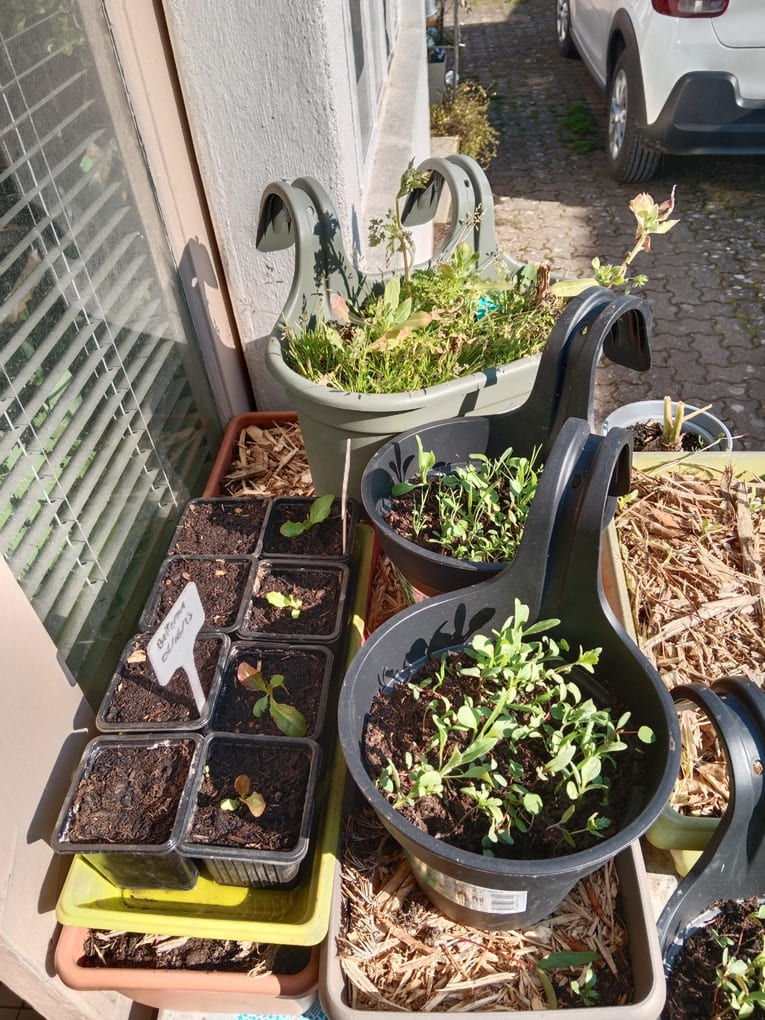 semis de salades et fleurs &agrave; l'ext&eacute;rieur - Natura Zen