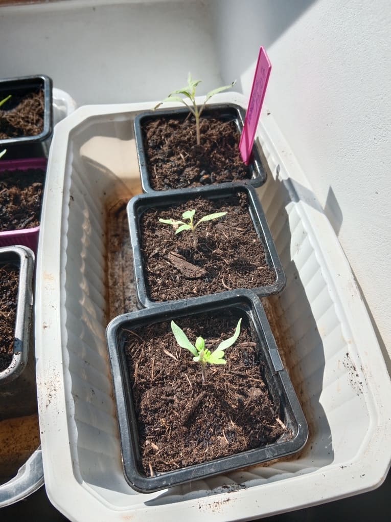 semis de tomates - Natura Zen